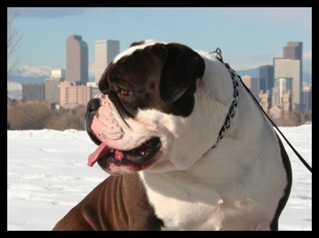 big headed olde english bulldogge