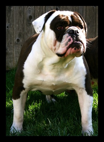 black and white bulldogge