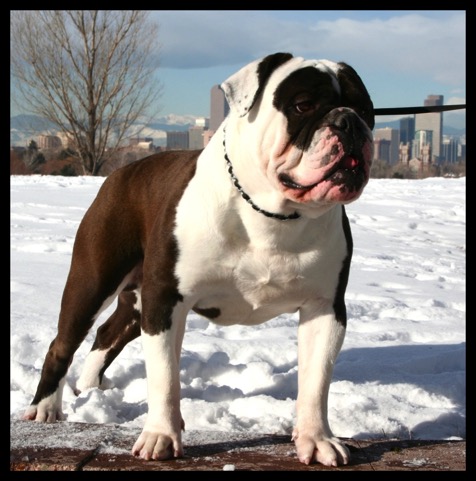 blackand white olde english bulldogge for sale in colorado