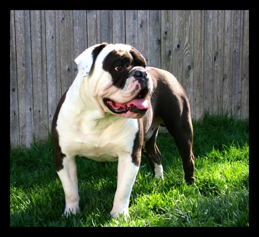 black seal bulldogge bubba
