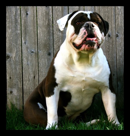 black seal male olde english bulldogge
