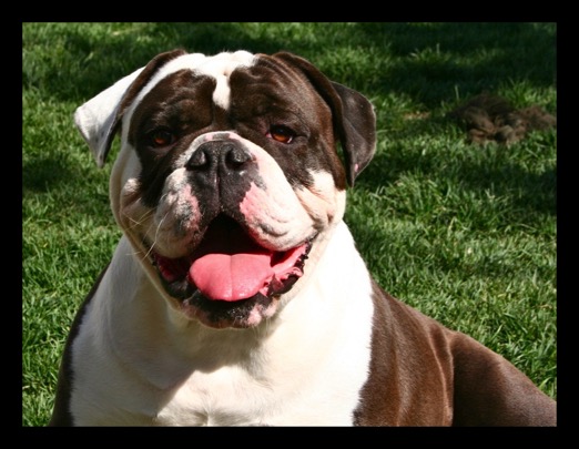 famous black seal bulldogge bubba