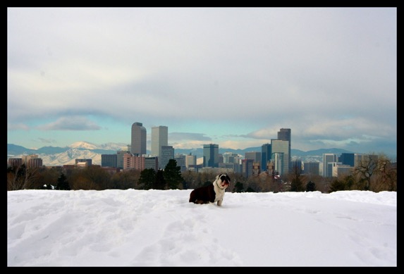 bulldog in denver