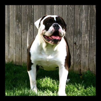 male bulldoggg bubba