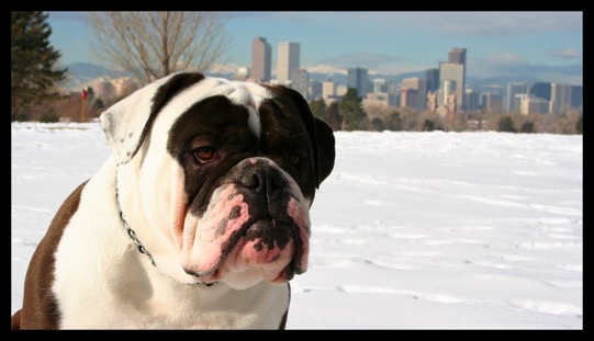 olde english bulldogge denver colorado