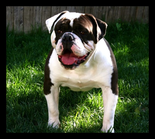 olde english bulldogge black and white
