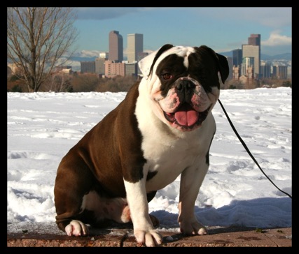 olde english bulldogge black seal
