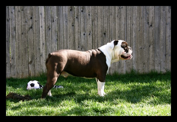 side profile of an olde english bulldogge