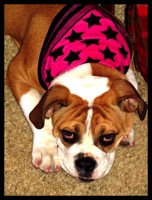 bulldogge in a pink bandana