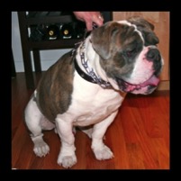 bluemalebulldogge