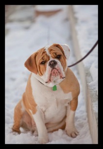 cutefawnbulldogge