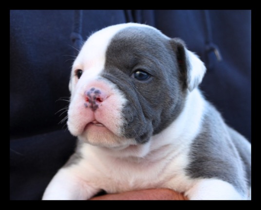 blue eyed bulldogge for sale