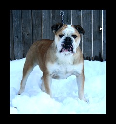 blue fawn breeding female wisty