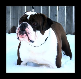 best breeding male bubba bubba