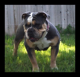 A Perfect Pet blue tri bulldogge