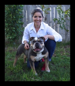 rare blue tri bulldogge a perfect pet